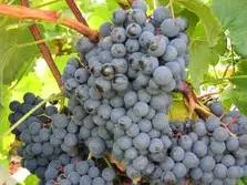 Alicante Bouschet