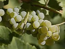Alvarinho