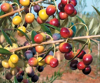 Arbequina