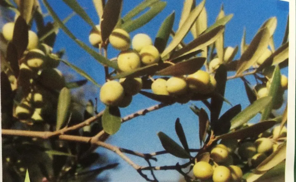 Arbosana