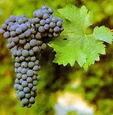 Cabernet Sauvignon