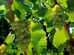 Chardonnay