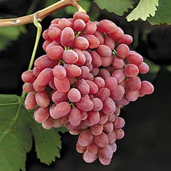 Crimson Seedless