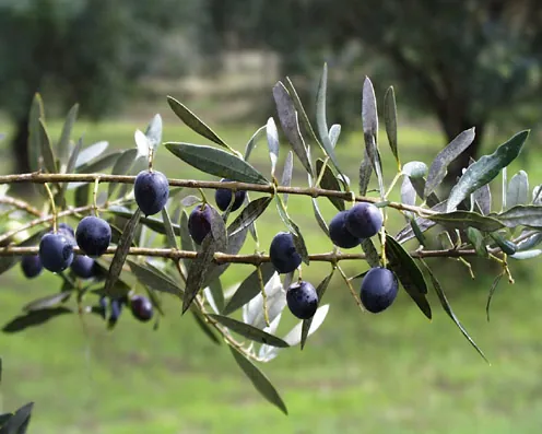 Galega
