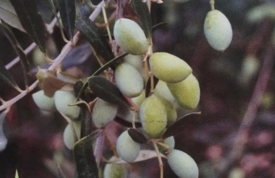 Koroneiki