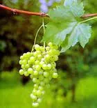 Malvasia Fina