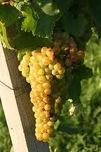 Moscatel Galego