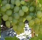 Muscat D' Alexandrie