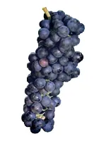 Petit Verdot