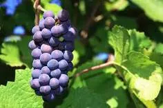 Pinot Noir