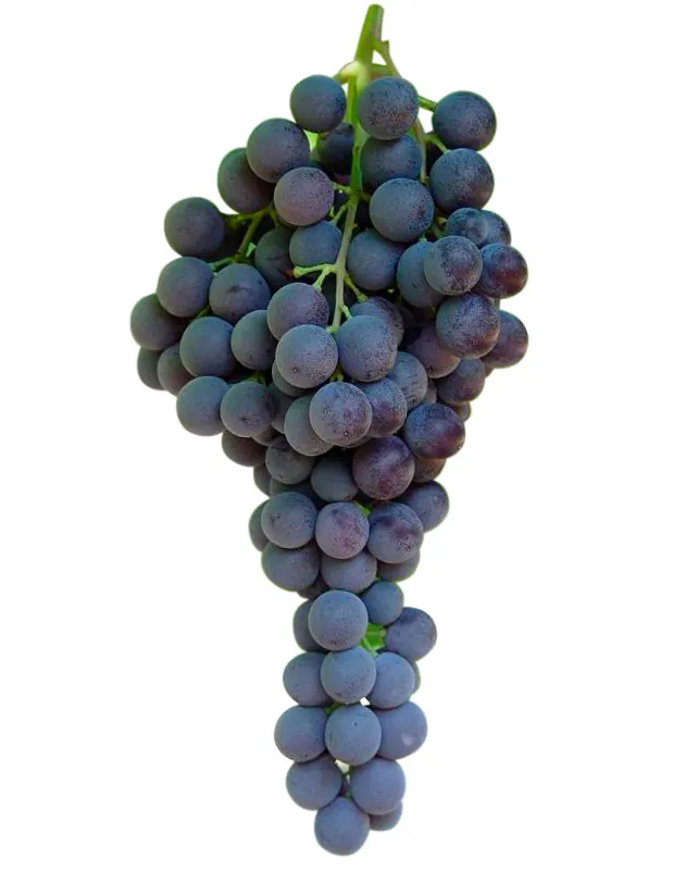 Prima