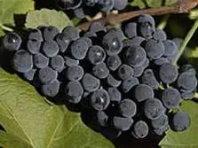 Touriga Nacional