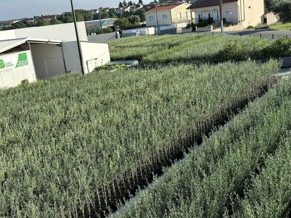Viveiro 1, Segunda poda de formação, 2023, fotografia 3