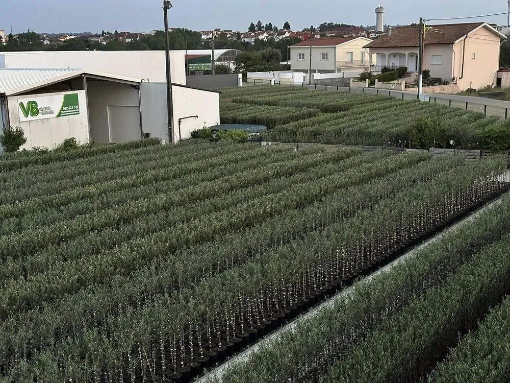 Viveiro 1, Segunda poda de formação, 2023, fotografia 9