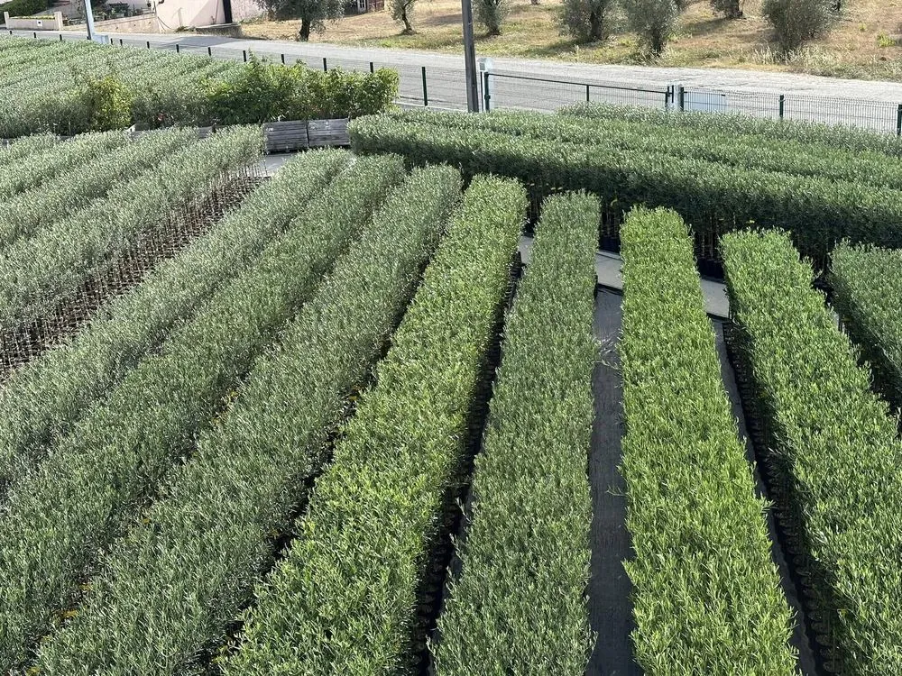 Viveiro 1, Terceira poda de formação, 2023, fotografia 3