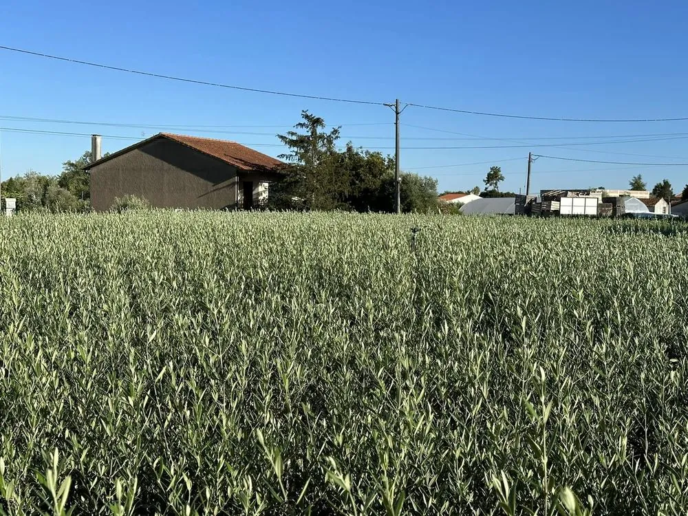 Viveiro 1, Terceira poda de formação, 2023, fotografia 4