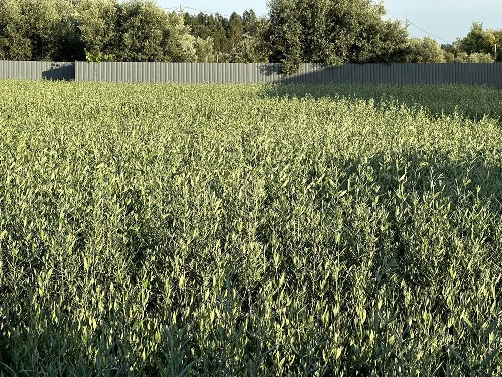 Viveiro 2, Segunda poda de formação, 2023, fotografia 1