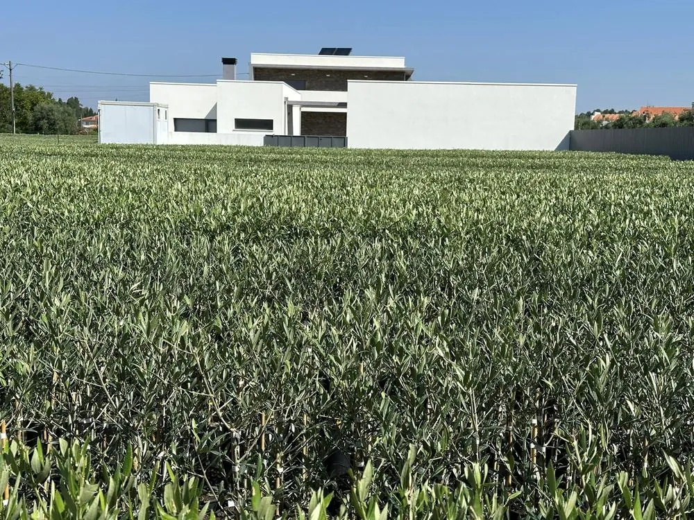 Viveiro 2, Segunda poda de formação, 2023, fotografia 2