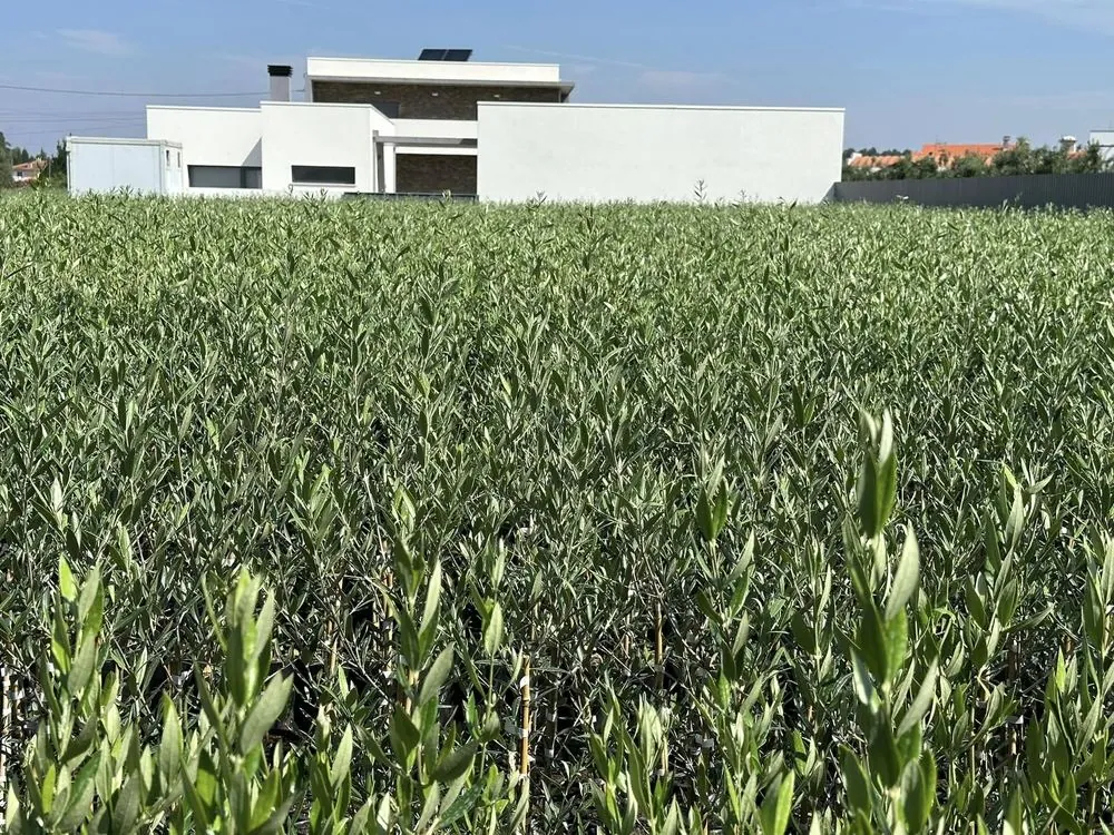 Viveiro 2, Segunda poda de formação, 2023, fotografia 6