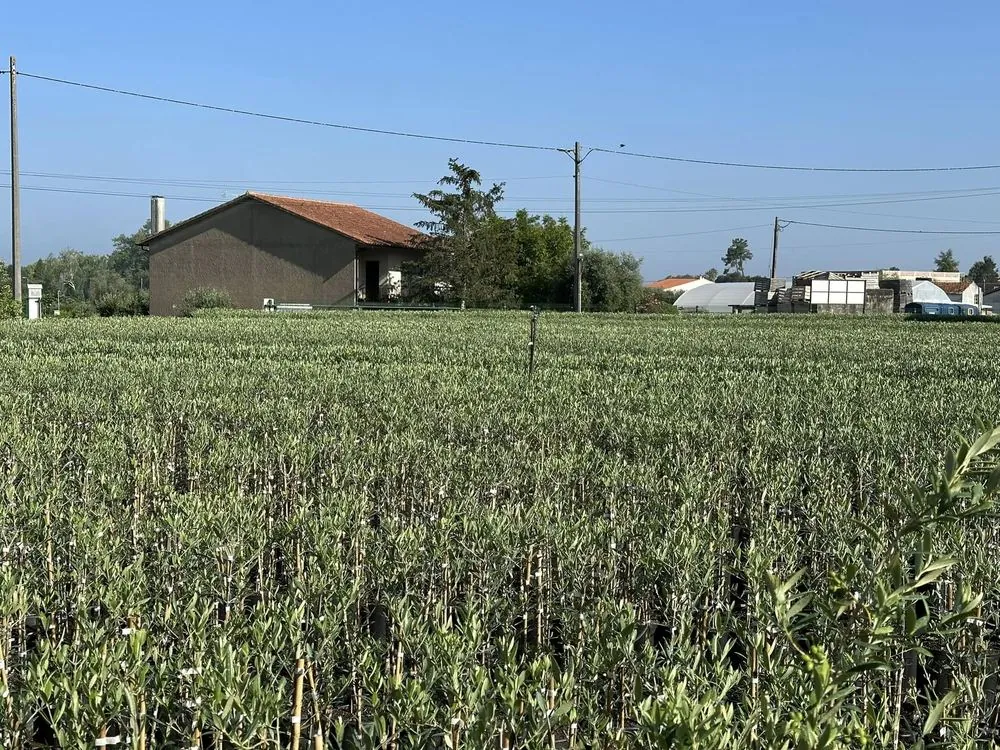 Viveiro 5, Segunda poda de formação, 2023, fotografia 5
