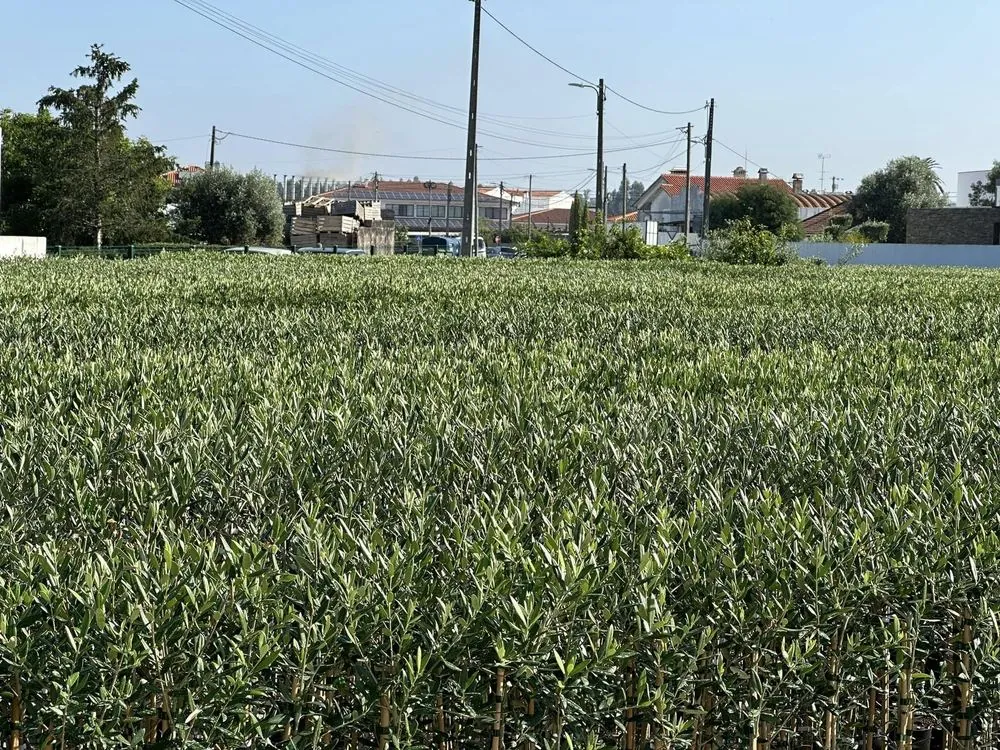 Viveiro 5, Segunda poda de formação, 2023, fotografia 7