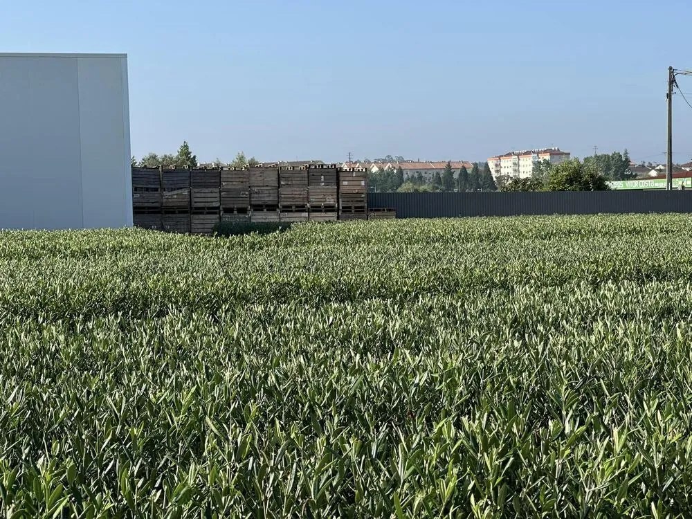 Viveiro 5, Segunda poda de formação, 2023, fotografia 8